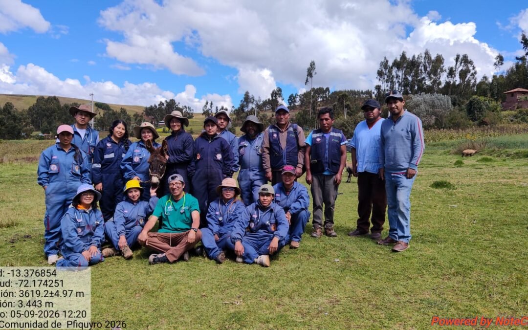 Campaña de sanidad animal de burros en Maras, Cusco, Mayo del 2026