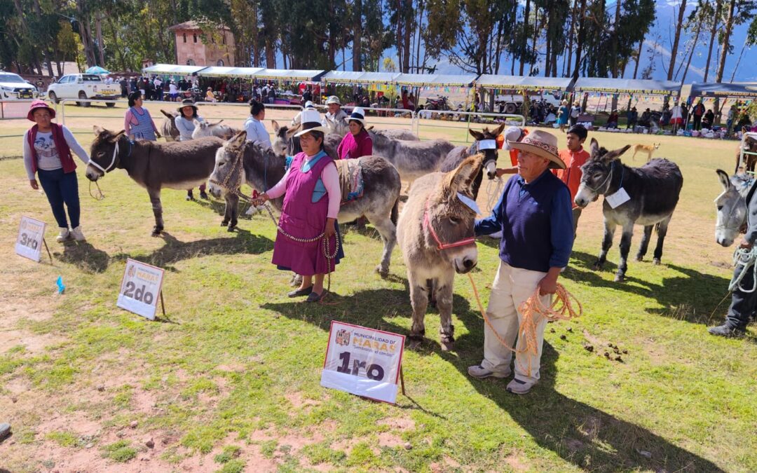 CONCURSO POR EL DÍA INTERNACIONAL DEL BURRO EN MARAS, CUSCO